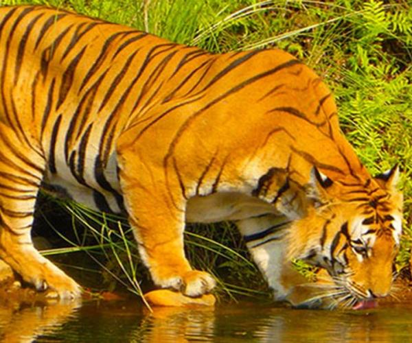 Bardiya Jungle Safari 