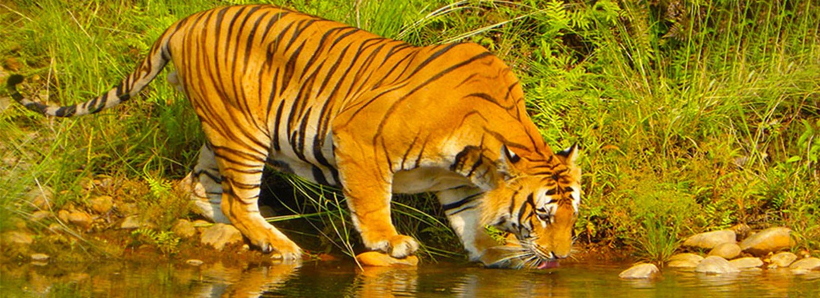 Bardiya Jungle Safari 