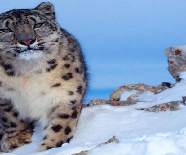 Snow Leopard Trek in Dolpo 