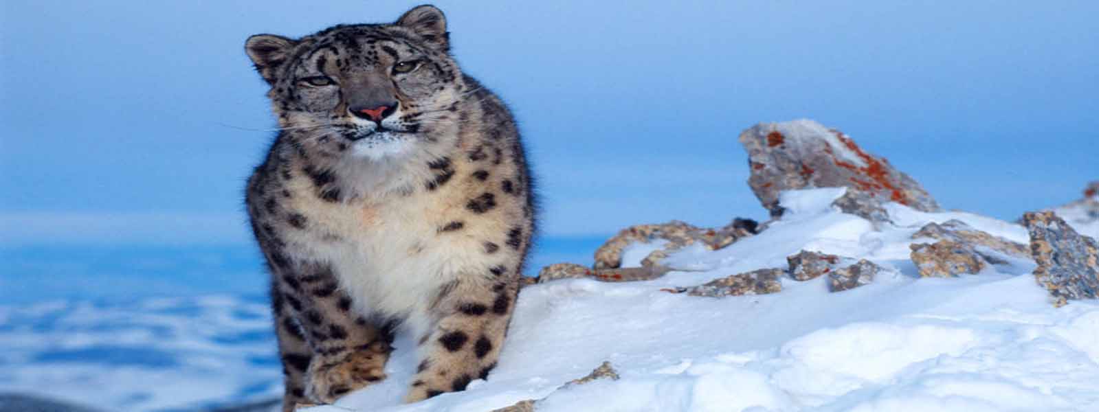 Snow Leopard Trek in Dolpo 